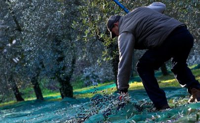 autunno olive borghese cavazza