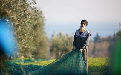 azienda agricola borghese cavazza frantoio